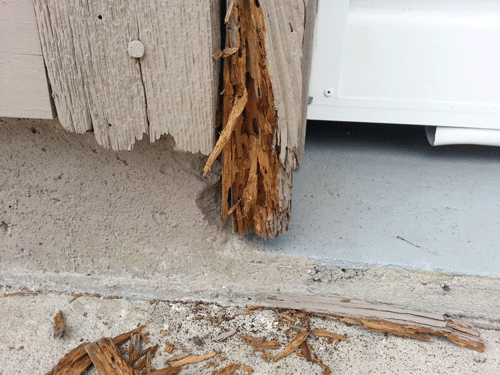 drywood termite damage