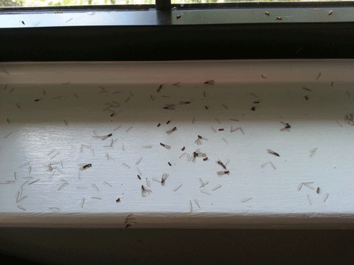 drywood termite swarmers