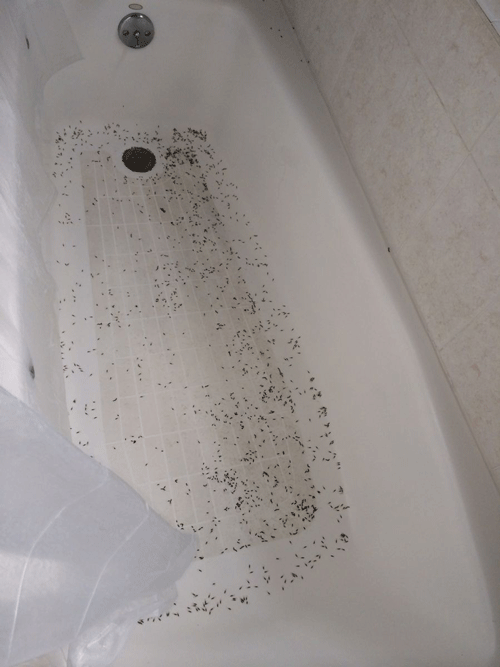 subterranian termite swarm