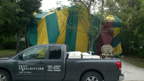 tent fumigation for drywood termites